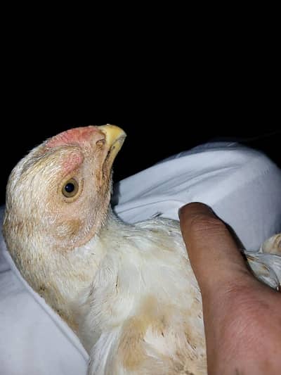 Parrot beak longtail Aseel