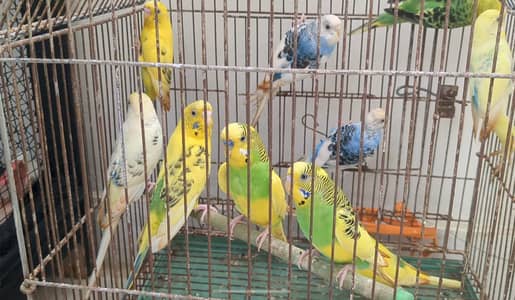 budgies pair for sell