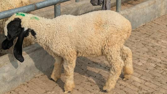 Thalli Sheep For Sale |Thal Breed | 5-6 Months | 26 KG Each