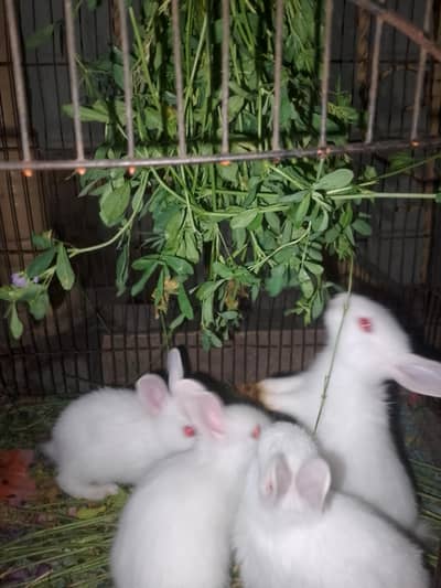 four red eyes baby rabbits