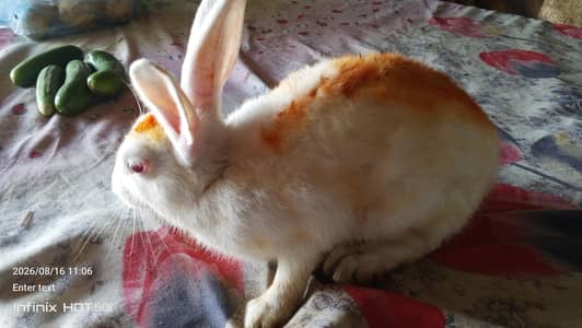 fancy rabbit