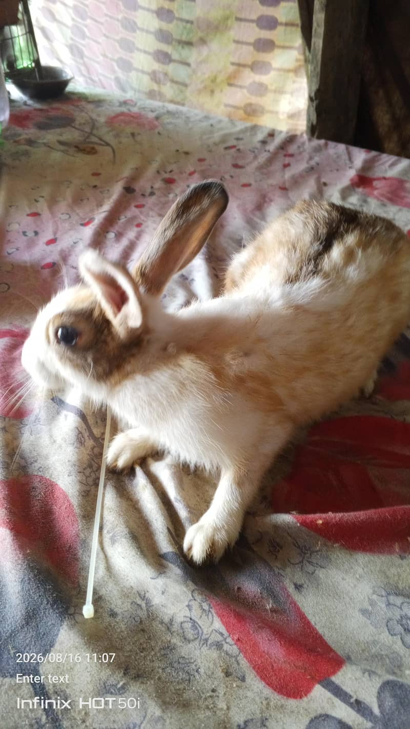 fancy rabbit 1