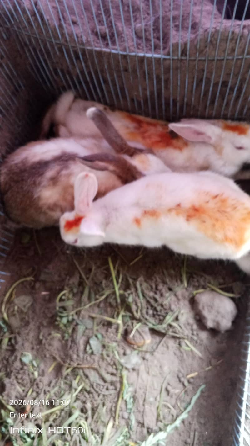 fancy rabbit 2