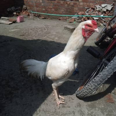 White herra