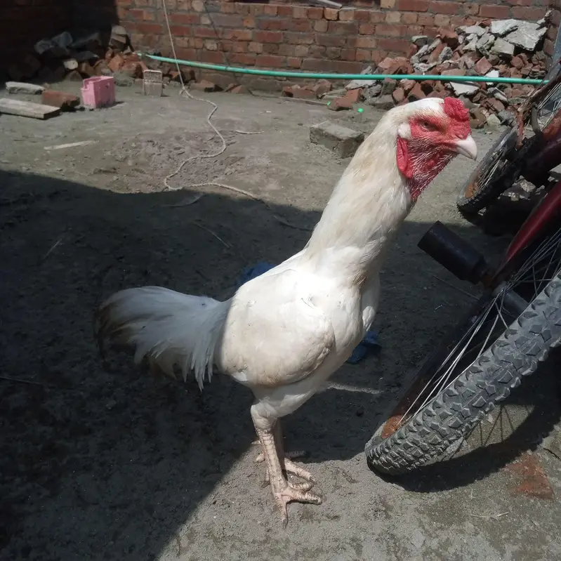 White herra