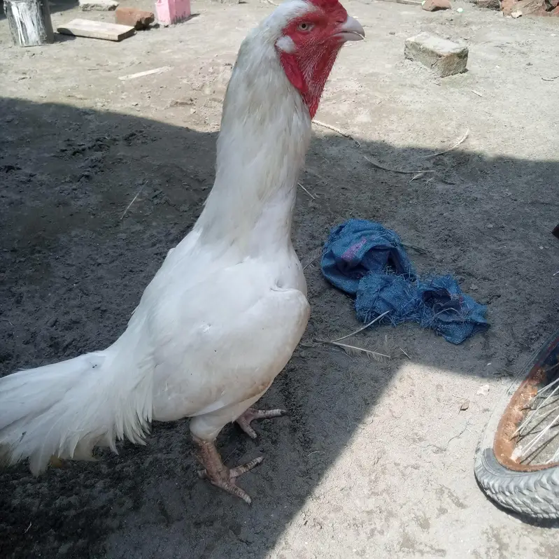 White herra — photo 2