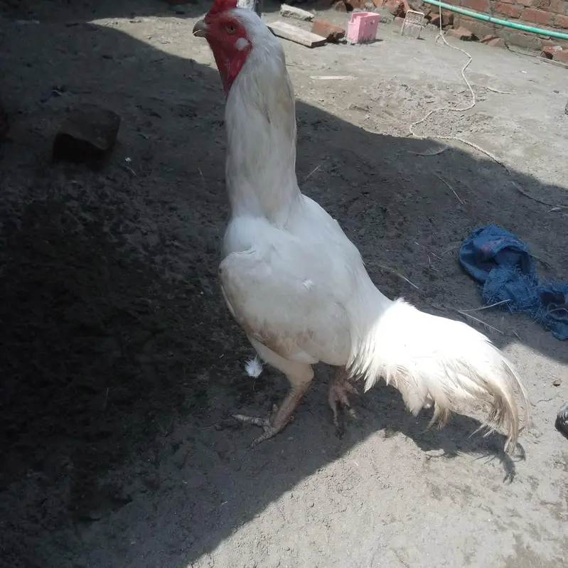 White herra — photo 3