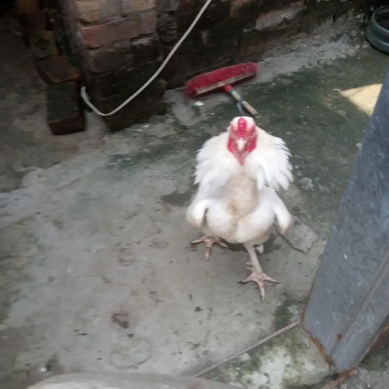 White herra — photo 4