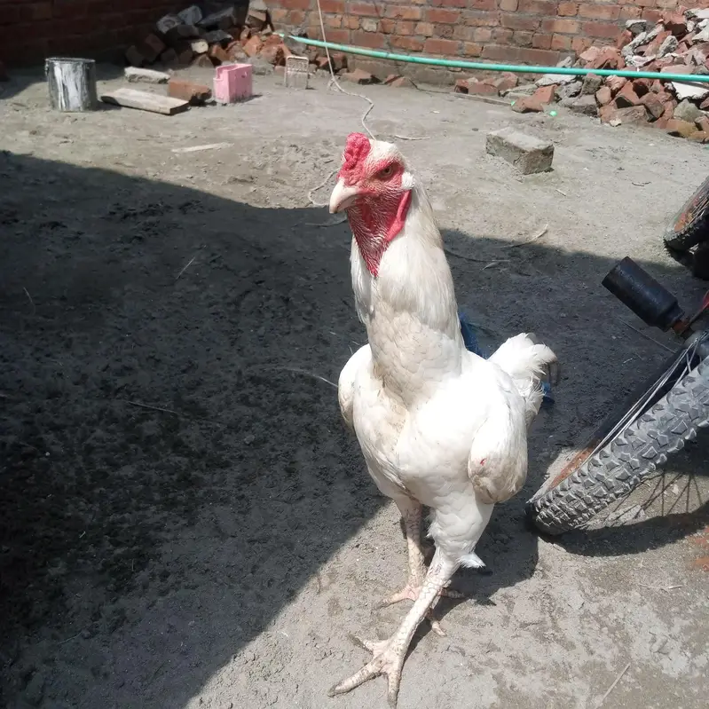 White herra — photo 5