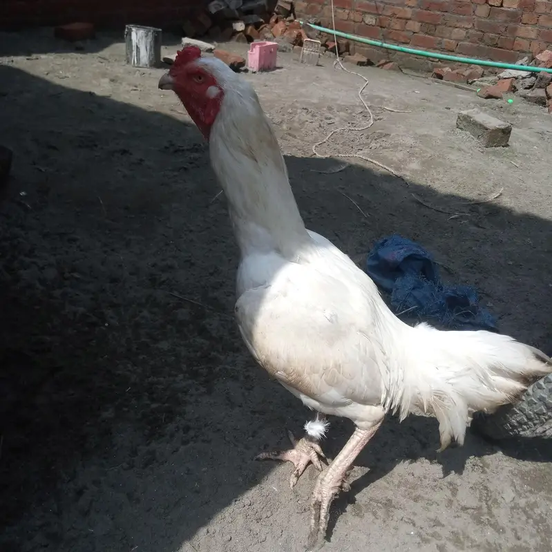 White herra — photo 6
