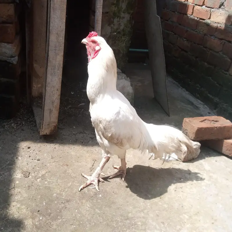 White herra — photo 7