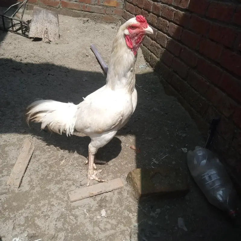 White herra — photo 8