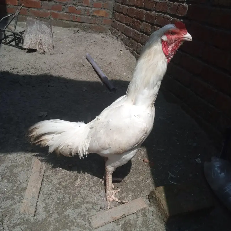 White herra — photo 9