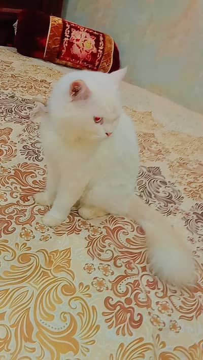 مکمل صاف