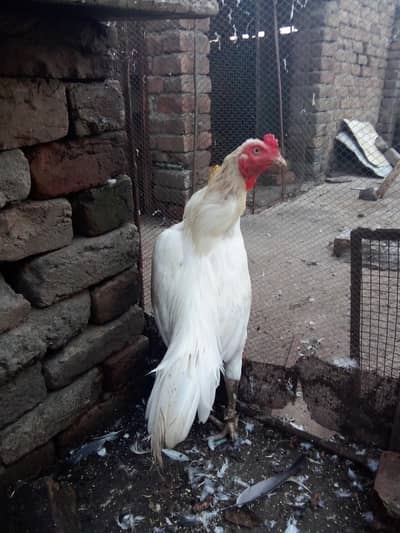 Heera chicks for sale