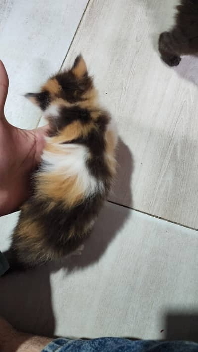 Perisan kittens