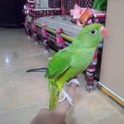 Hand tamed Green Ringneck parrot