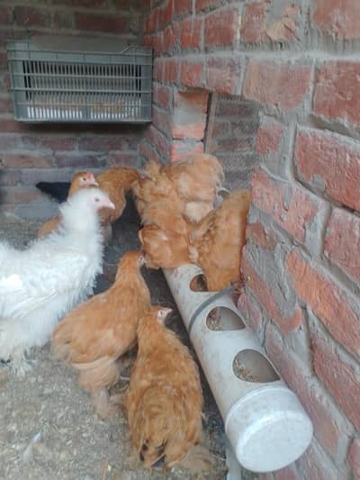 golden heavy buff chicks . Cochin