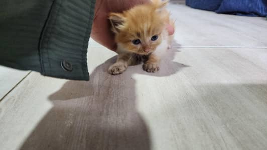Perisan kitten