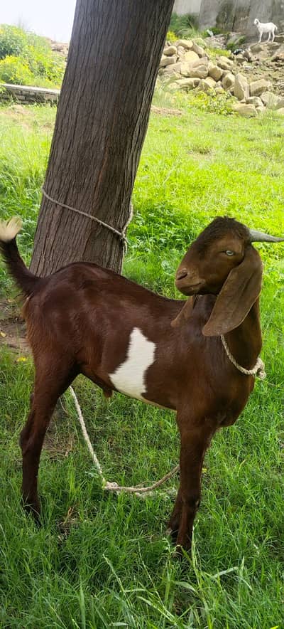 Bakra for sale