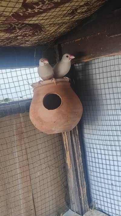 brown Red eyes female and white  java male breeder pair for sale