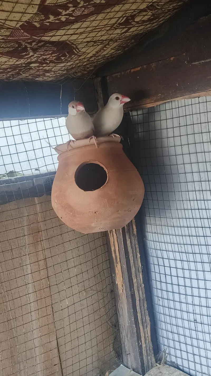 brown Red eyes female and white  java male breeder pair for sale