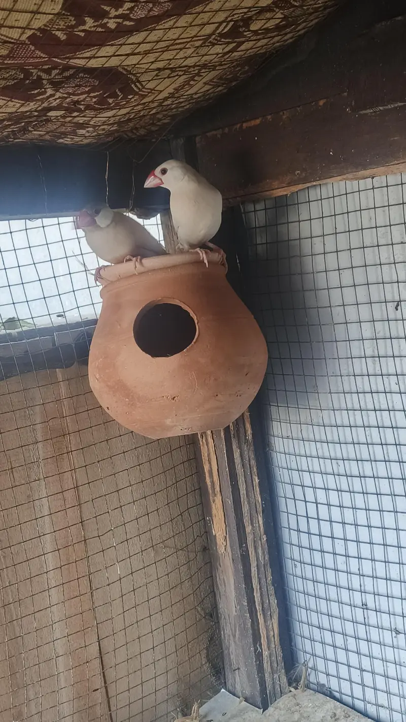 brown Red eyes female and white  java male breeder pair for sale — photo 2