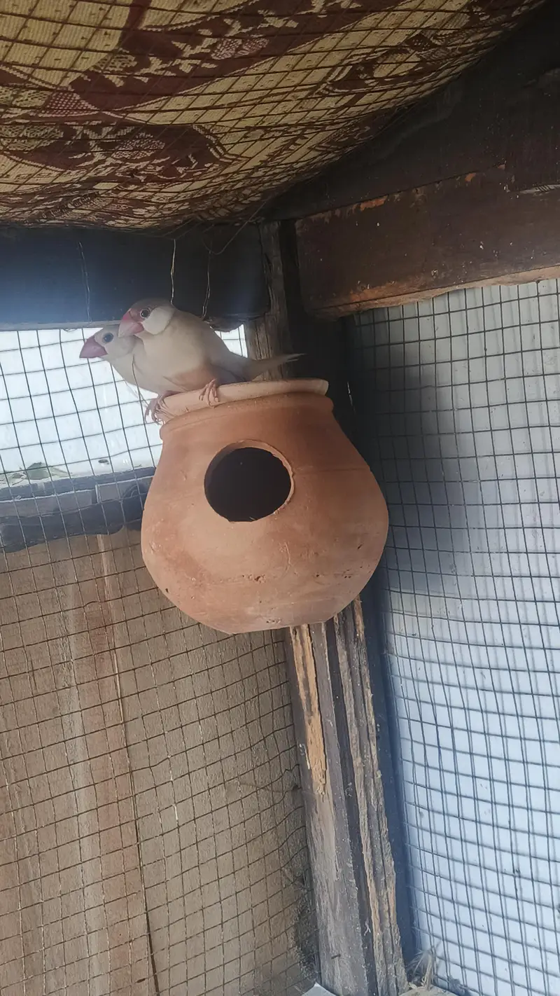 brown Red eyes female and white  java male breeder pair for sale — photo 3