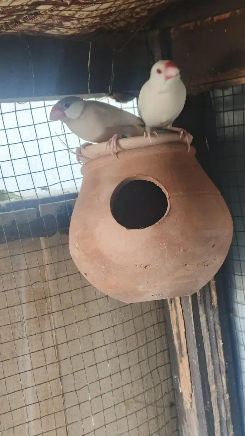 brown Red eyes female and white  java male breeder pair for sale — photo 11