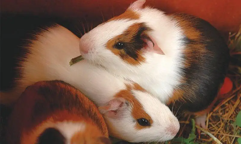 Hamster guinea pig all pregnant females males urgent sale — photo 2