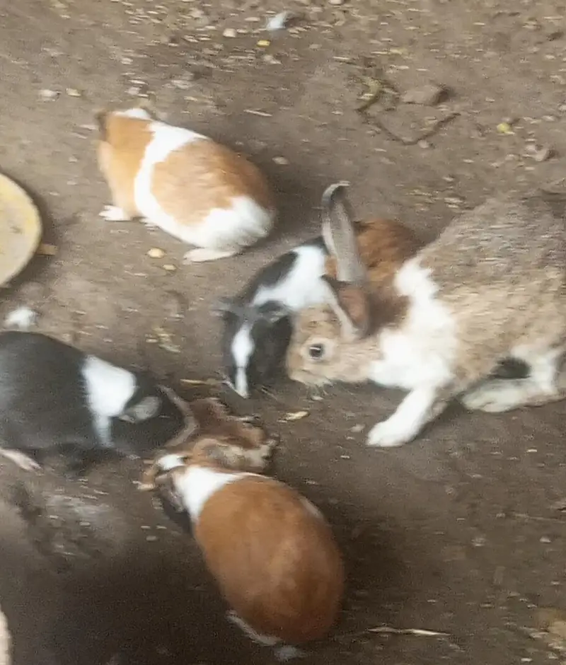 Hamster guinea pig all pregnant females males urgent sale — photo 3
