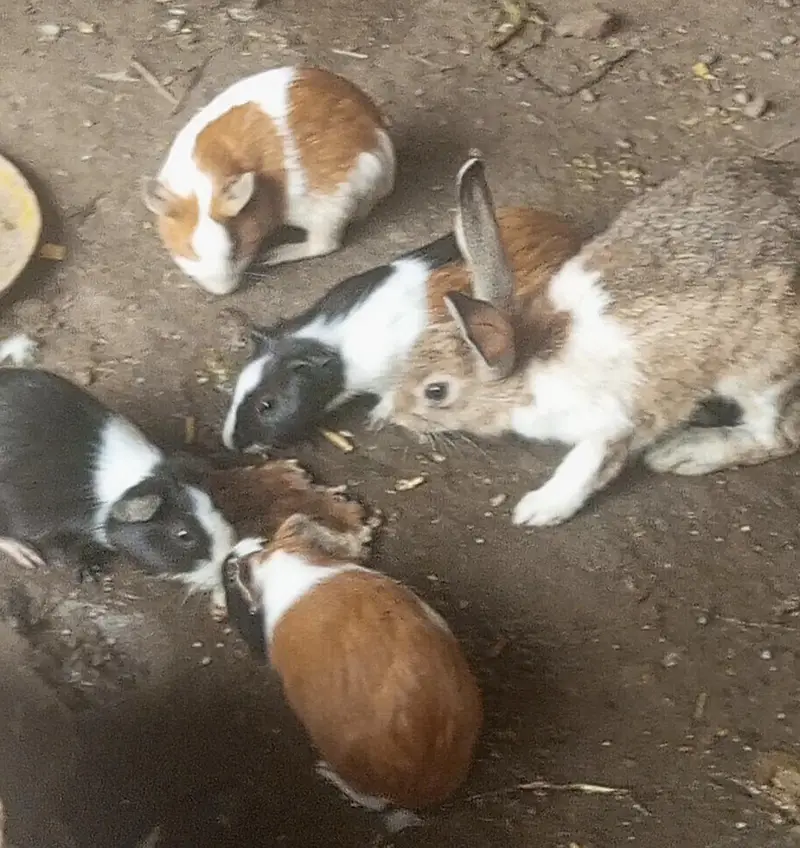 Hamster guinea pig all pregnant females males urgent sale — photo 4