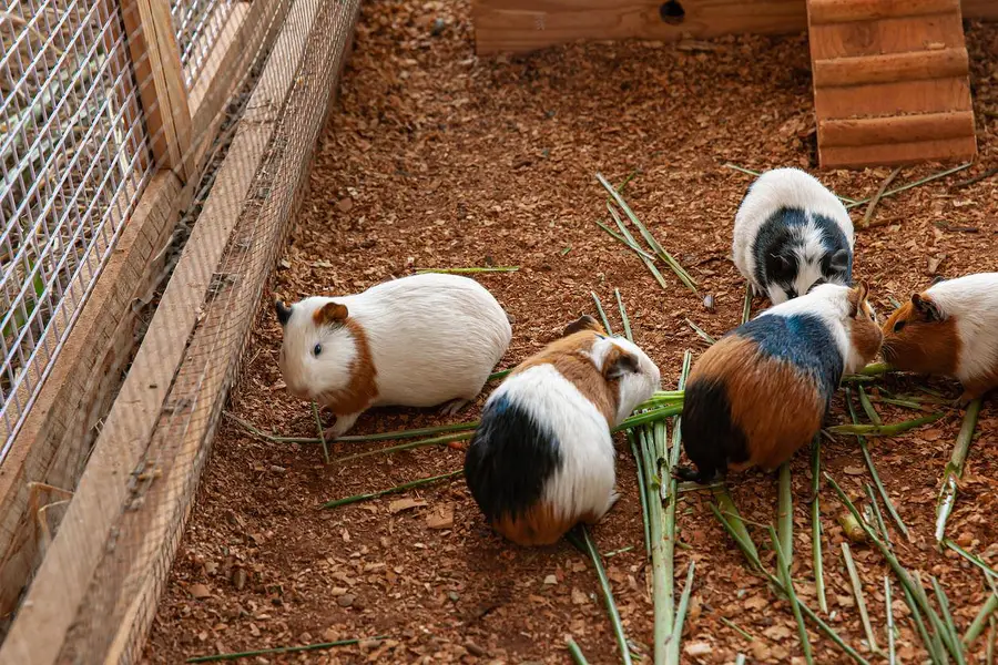 Hamster guinea pig all pregnant females males urgent sale — photo 6