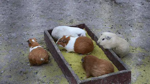 Hamster guinea pig all pregnant females males urgent sale — photo 7