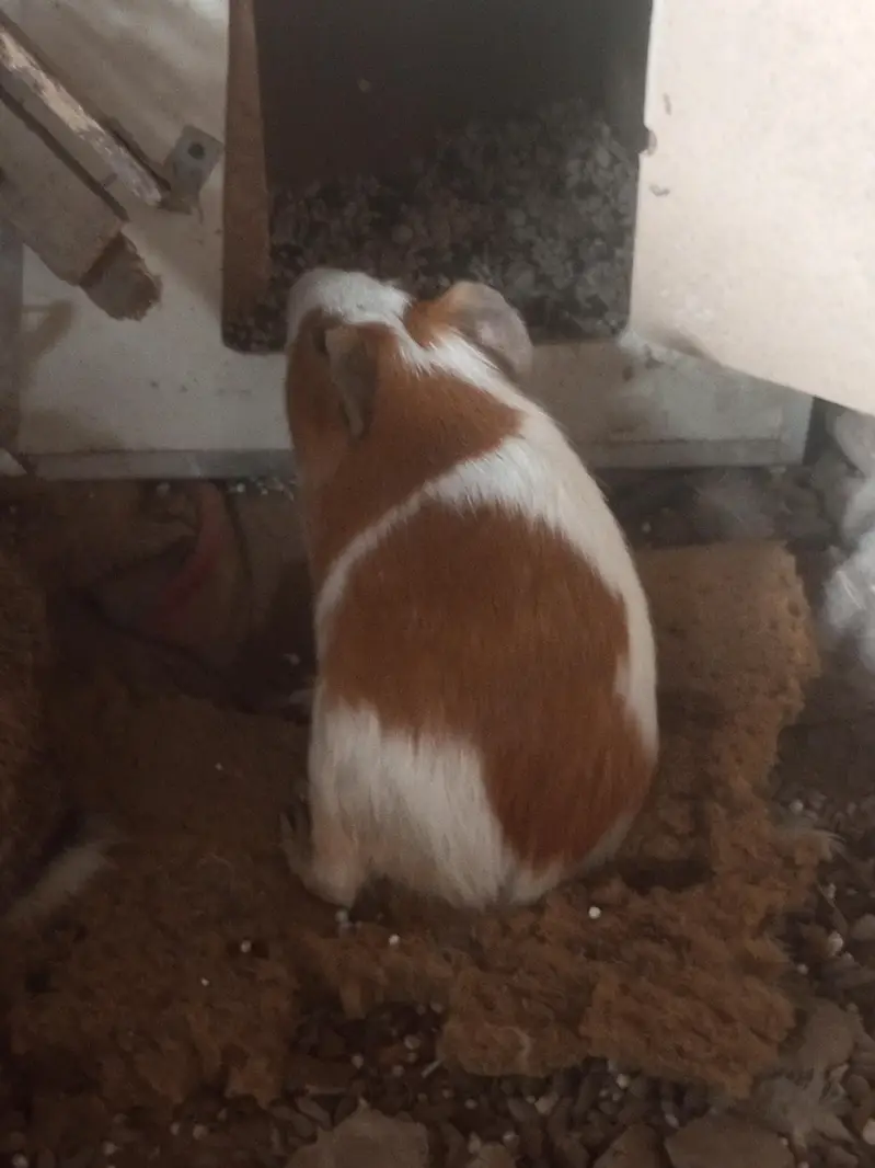 Hamster guinea pig all pregnant females males urgent sale — photo 9
