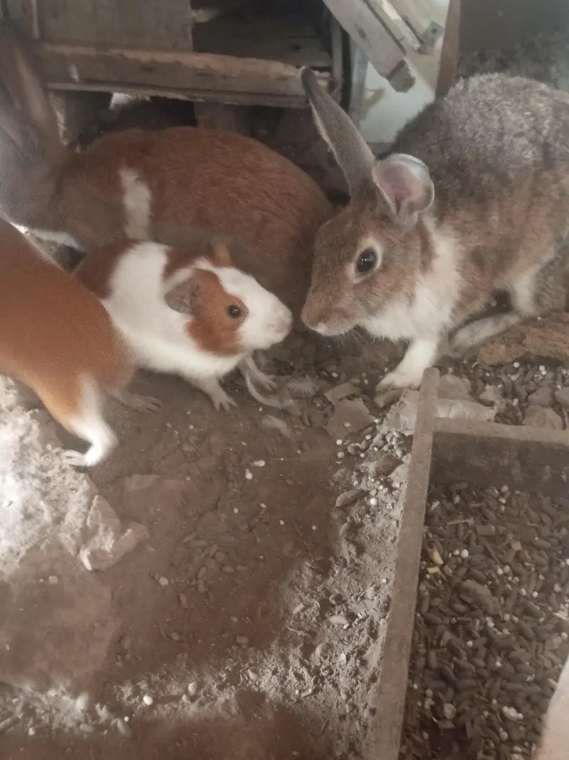 Hamster guinea pig all pregnant females males urgent sale — photo 10
