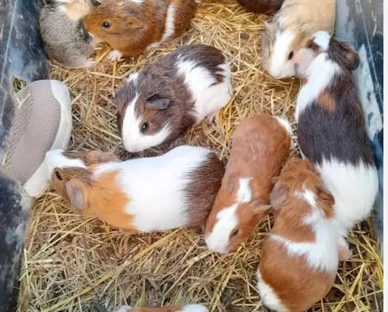Hamster guinea pig all pregnant females males urgent sale — photo 11