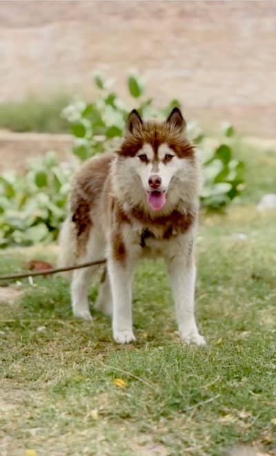 Female Siberian Husky dog 10 months vaccinated healthy and beautiful