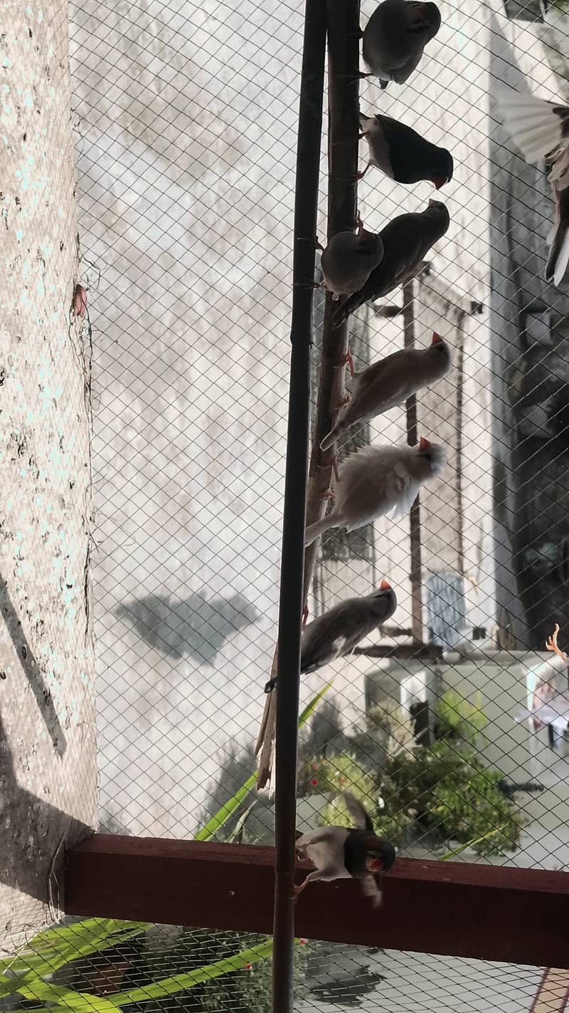 Breeder Pairs 0