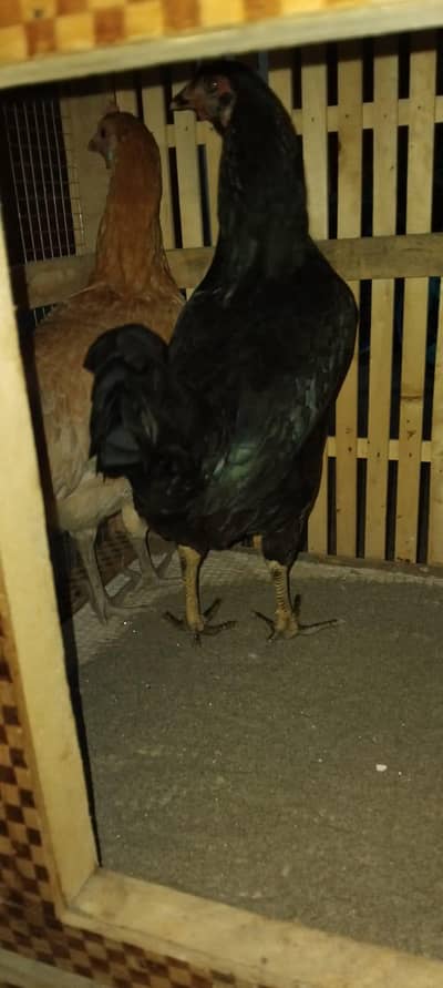 Sale hens with cage