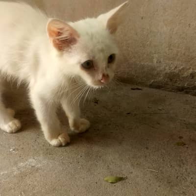 White long hair kitten for sale age 1 month