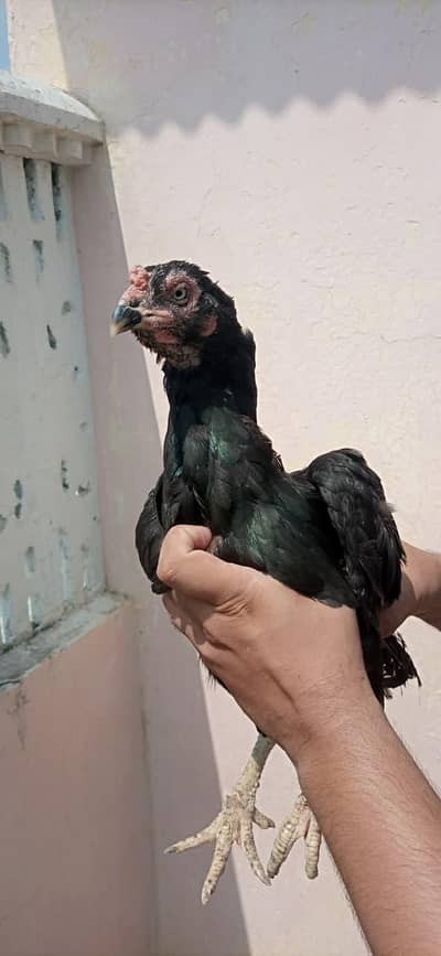 Aseel Hens for sale