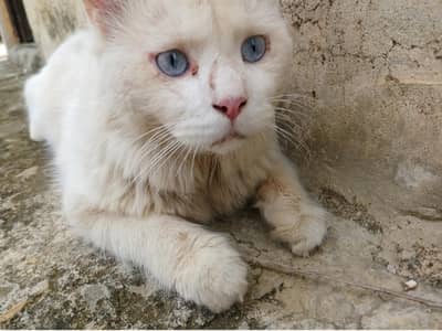 Persian cat for sale