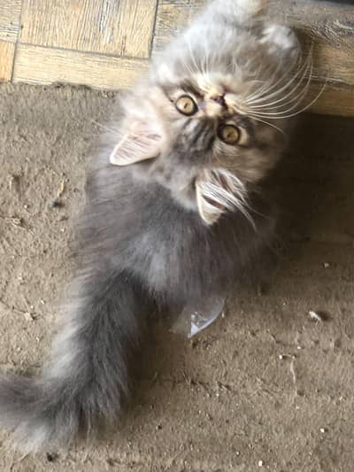 Persian kittens show quality