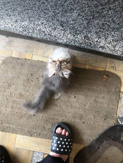 Pure Persian kittens show quality