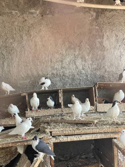 Pigeons For Sale