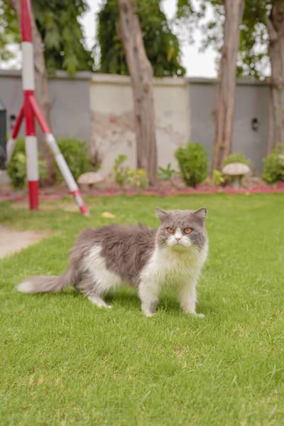 Persian Mix Cat Vaccinated and Litter Train