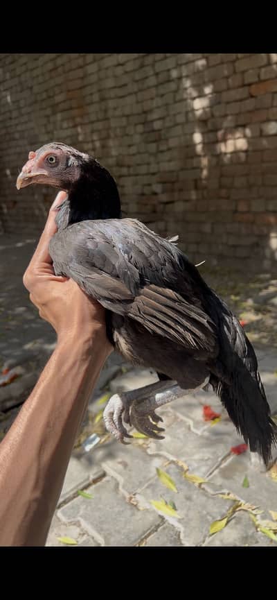lakhi female or kali mushki