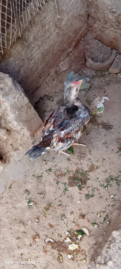 mianwali