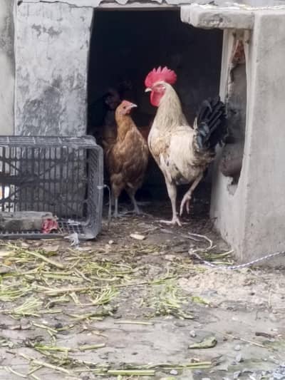 Desi Hens